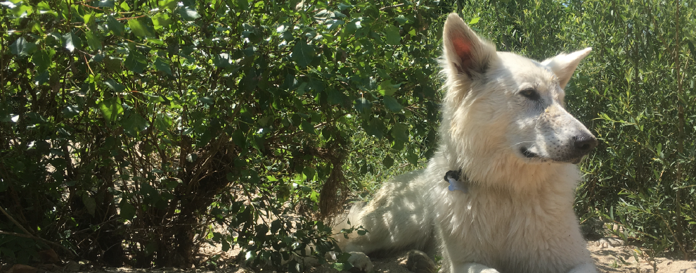 Lunkha, le berger blanc suisse de Alice Reynon assit dans l'herbe.