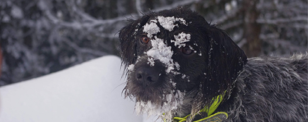 Klint un Drahthaar croisée épagneul noir et blanc, le second chien de Alice Reynon, dans un décors enneiger
