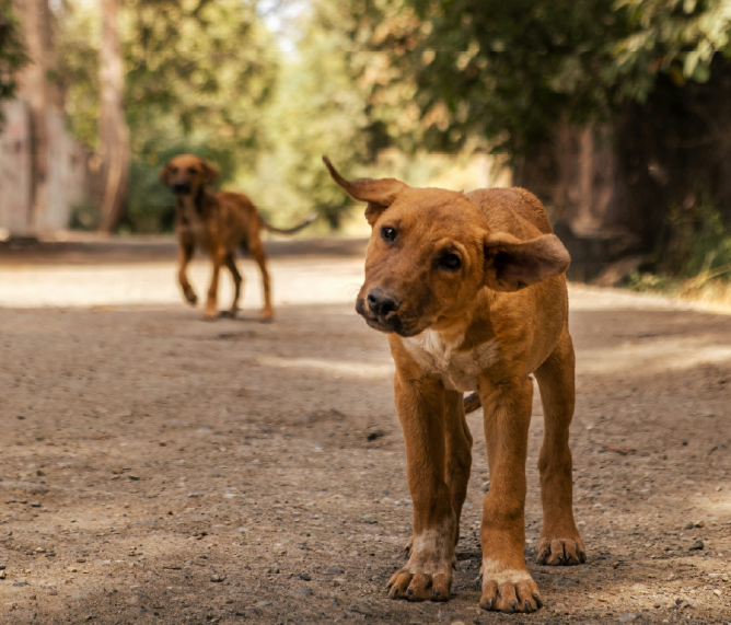 Chiots bringués sur une route entouré d'arbre. Celui au premier plan vient de se secouer