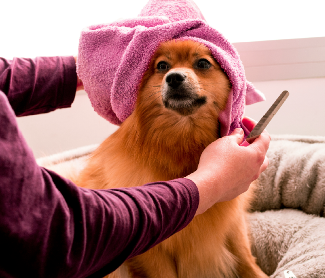 Chien roux typé spitz, sa propriétaire lui apprend à être essuyé avec une serviette rose. Elle tient aussi un peigne dans la main droite.