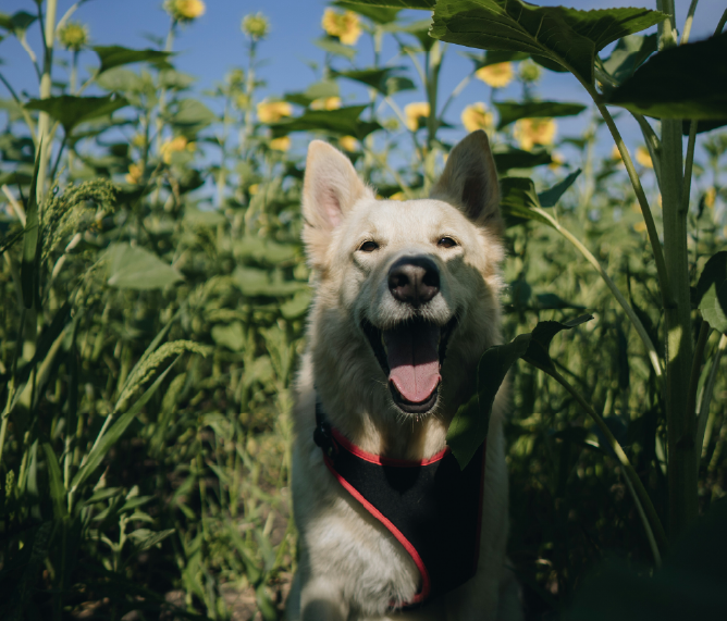 Chien berger blanc suisse au milieu d'un champs de tournesol.