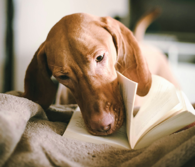 Chien typé braque allemand roux, qui met sa truffe dans un lire.