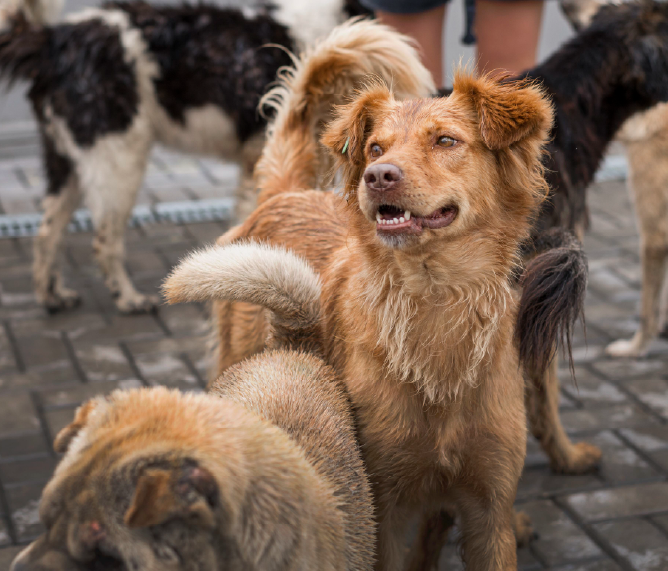 Chien roux typé border collie, provenant d'un refuge et entouré d'autre chiens