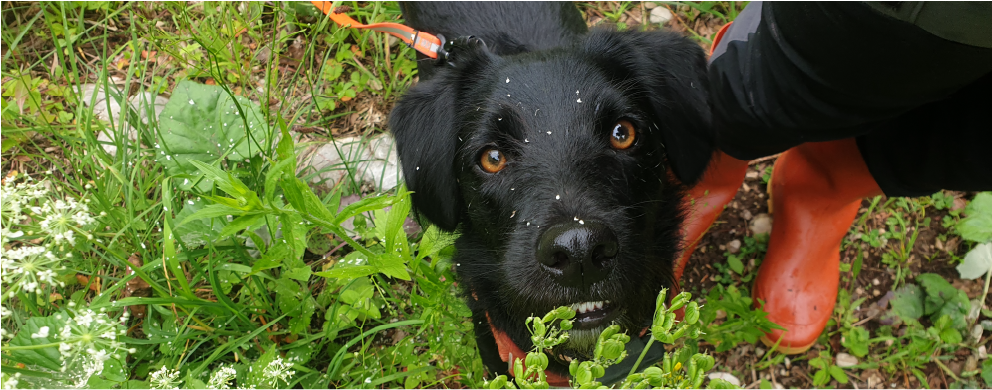 Bimo, petit border collie croisé terrier qui regarde la caméra. Il est entouré d'herbe et de cigüe.